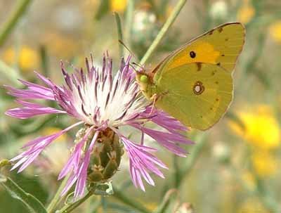Clouded Yellow (Colias croceus)   Fraser Simpson